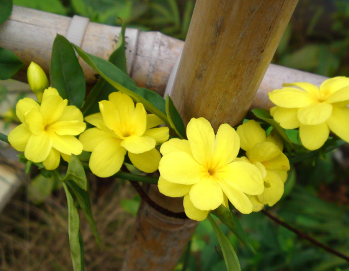 迎春花根怎么生根