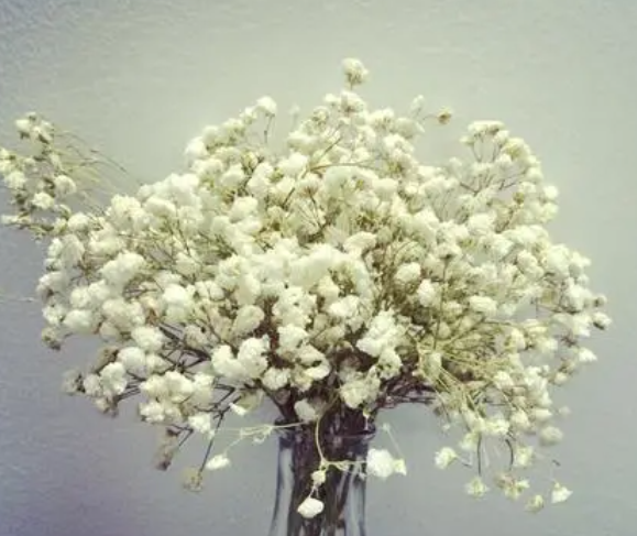 满天星花什么季节种植