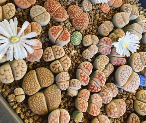 生石花多人养吗