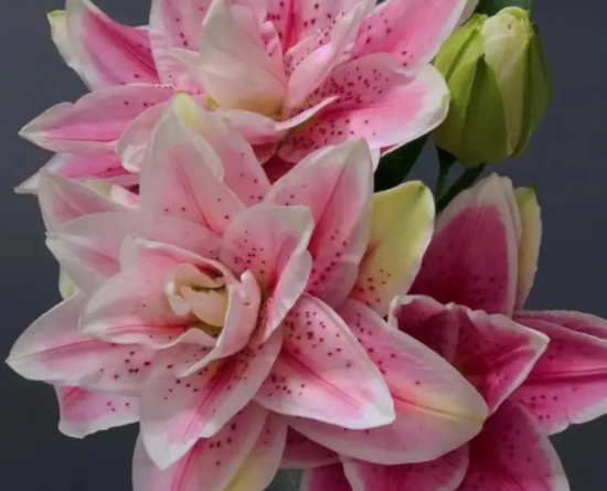 重瓣百合花期多久