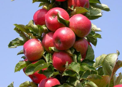 苹果树几月份移栽最好