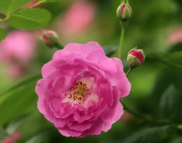 蔷薇花扦插的最佳时间是什么时候