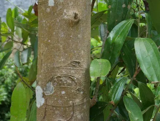 肉桂树适合栽在什么地方