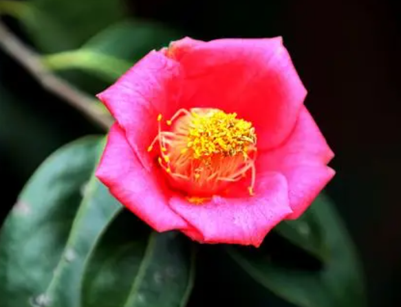 茶花如何扦插生根快