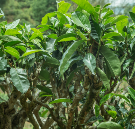 家里栽茶树有哪些禁忌呢