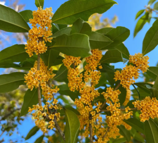 桂花怎样施肥呢
