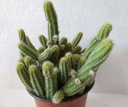 仙人指不开花怎么办