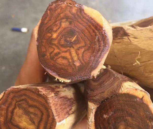 黄花梨的种植技术与管理方法是什么