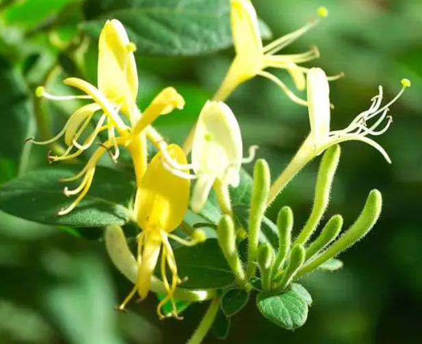 金银花可以水培生根吗