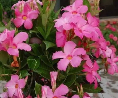 飘香藤用什么肥开花