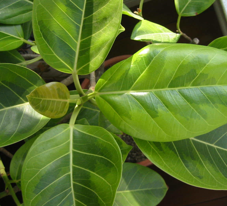 1米多高的橡皮树用多大盆