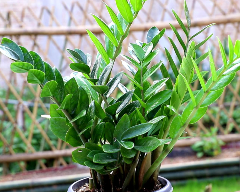 金钱树怎样换盆剪根呢