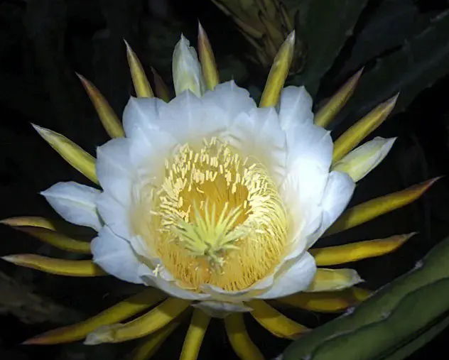 霸王花对女人有什么好处