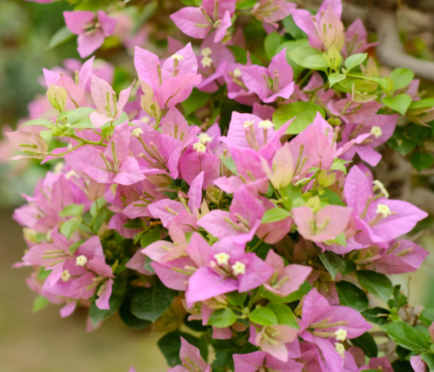 三角梅能和什么树嫁接