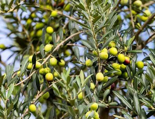 油橄榄树的种植气候条件如何