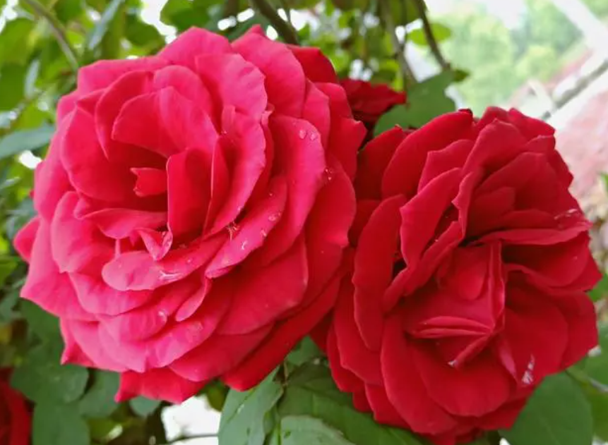 月季花盆如何对比