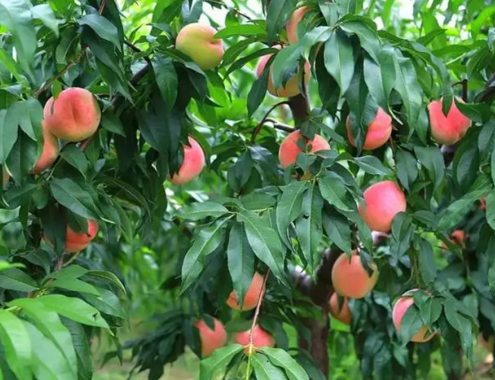 桃树什么季节结果