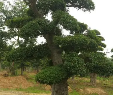 榆树生长环境和土质如何