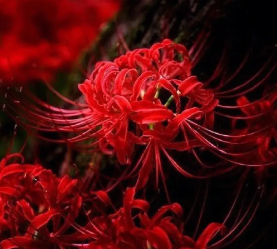 彼岸花容易养活吗