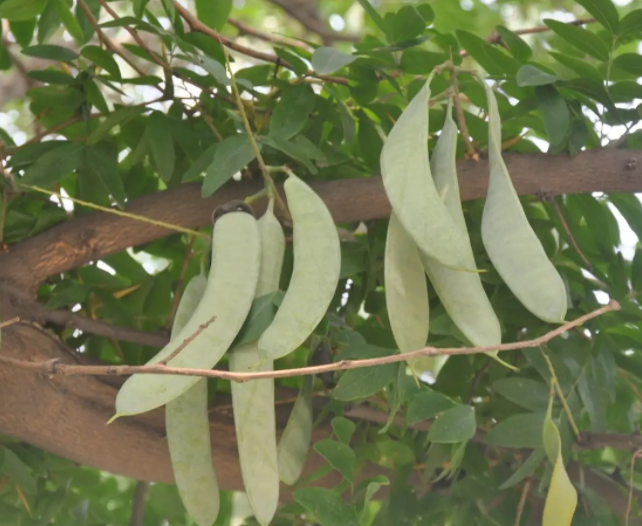 皂角树的种子怎样种植