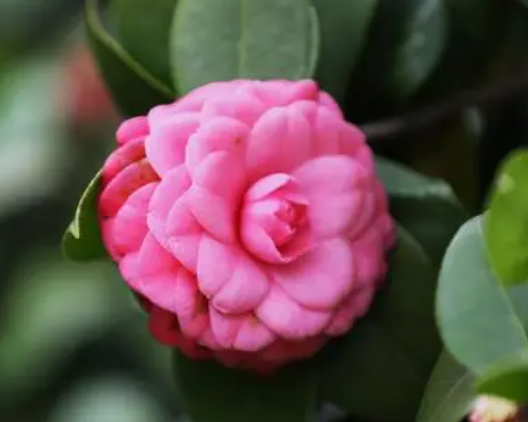 茶花换盆后几天浇一次水