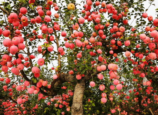 苹果树现在喂什么肥料好