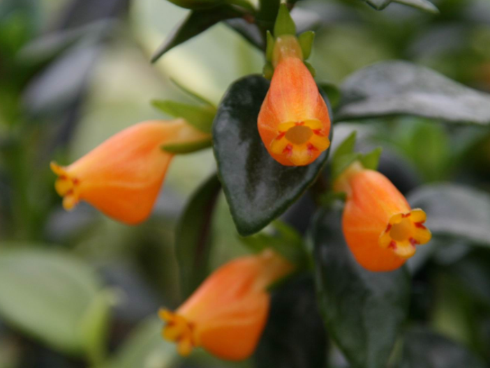 金鱼花如何修剪