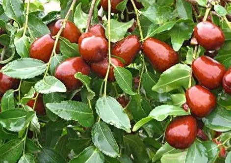 枣子树栽在房子哪里好