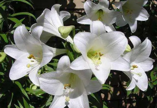 百合花生长时间及过程如何