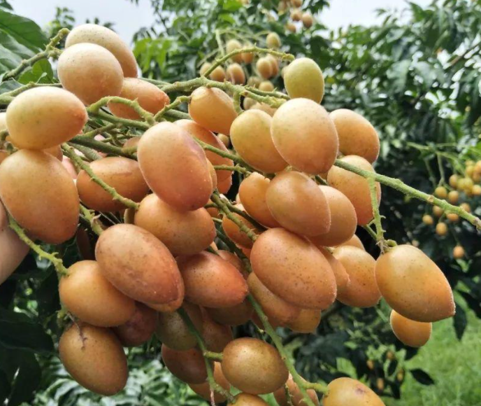 黄皮果开花带叶子怎么办