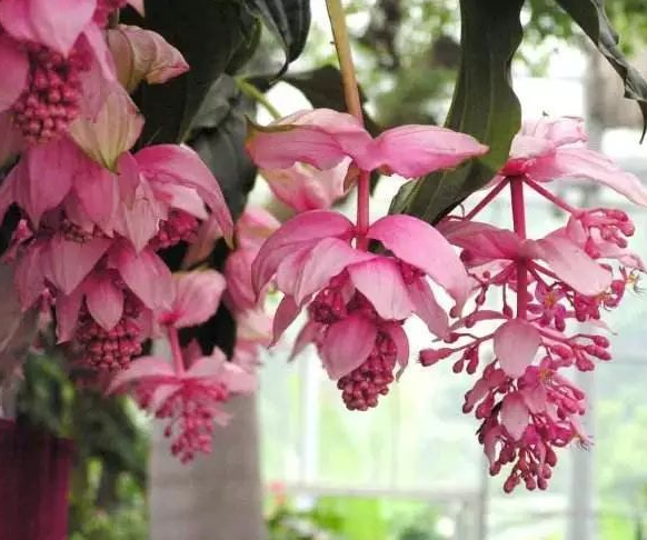 宝莲灯这种花卉北方好养吗