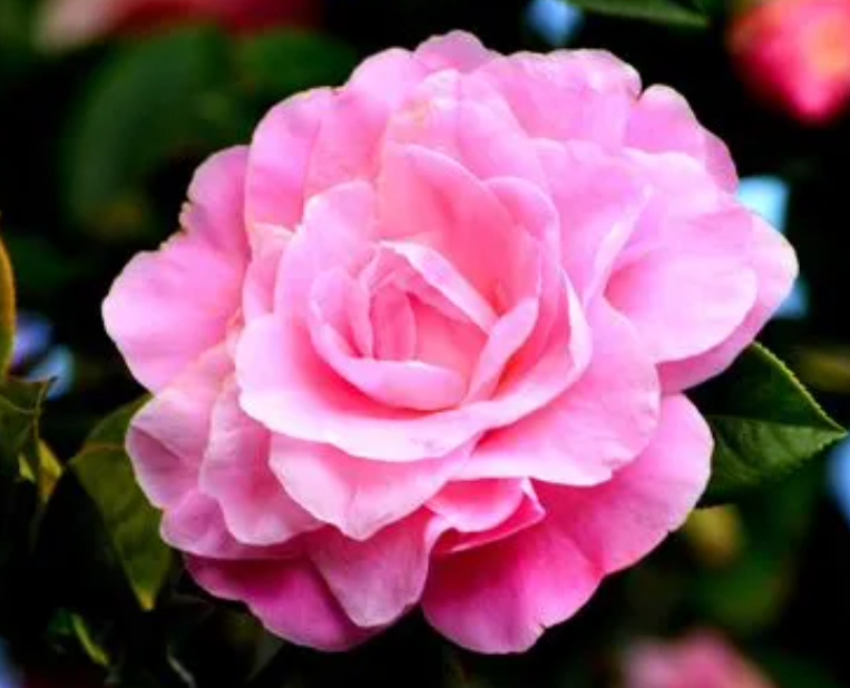 哪十种花宜浇淘米水