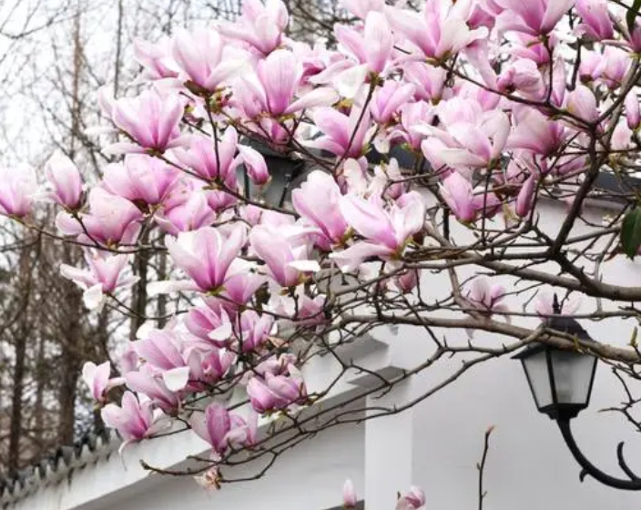 白玉兰树为什么夏季会死