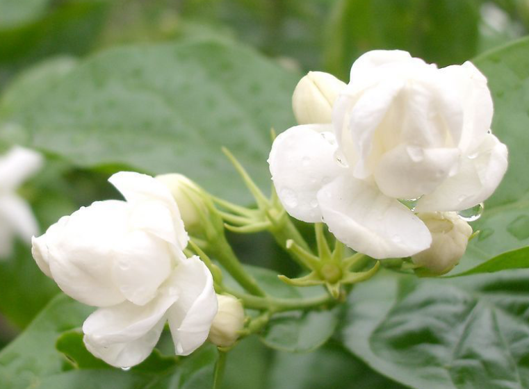 茉莉花几月扦插