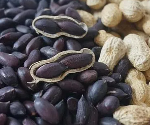 黑花生多少天成熟