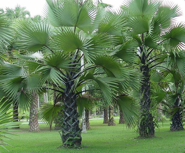 棕树能不能栽在家里