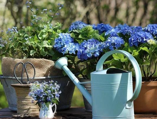 碱性的水浇花会死吗