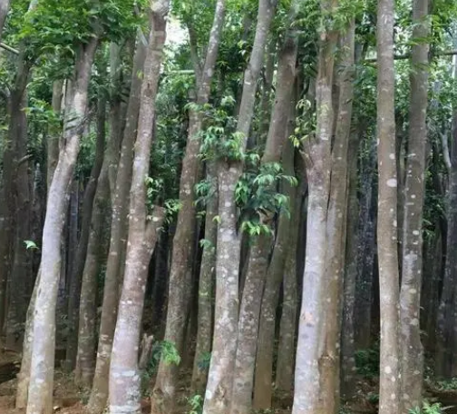 沉香树适合什么时候种