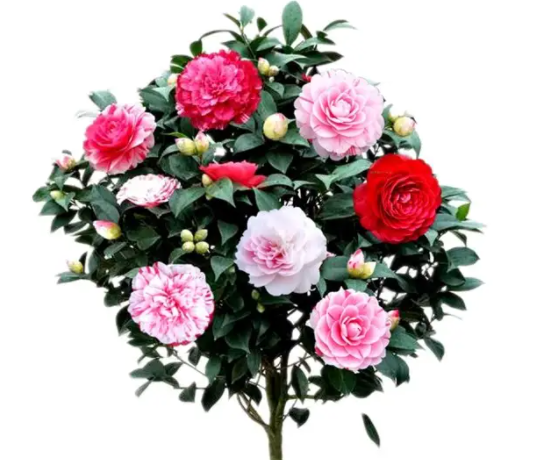 盆栽茶花好养吗