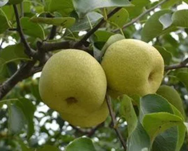 梨树喜水还是喜旱