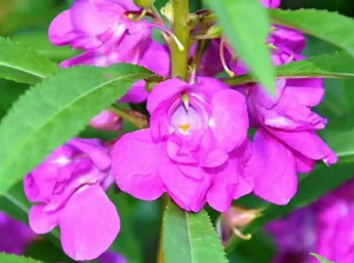 指甲花可以养在家里吗