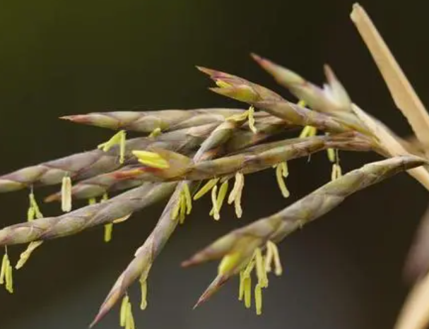 竹子花长什么样