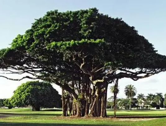 菩提树好不好养