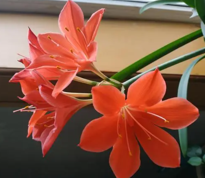 紫根兰为啥不开花呢