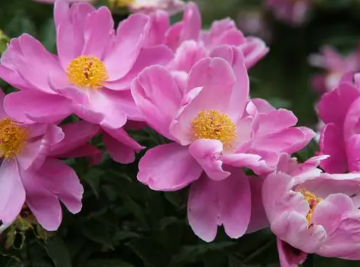 芍药花喜欢什么肥料