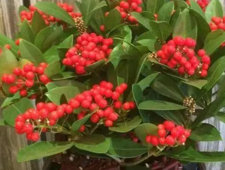 金玉满堂花适合家养吗