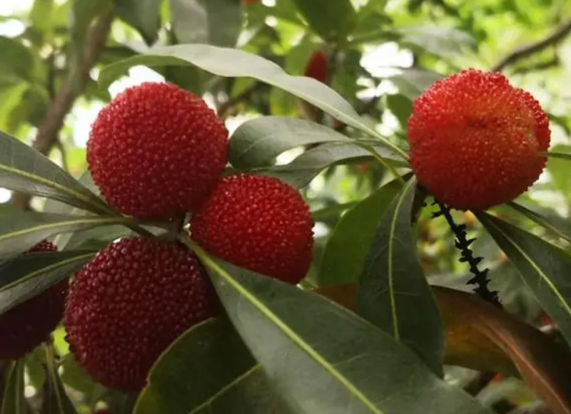 十几年杨梅树如何修剪