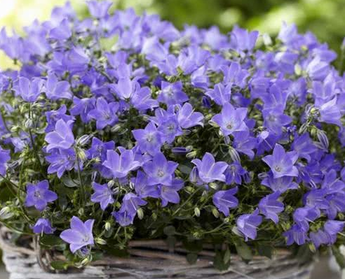 丹麦风铃花的土壤如何选择