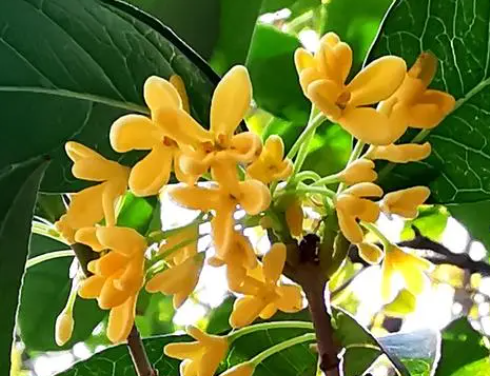 四季桂花可以暴晒吗