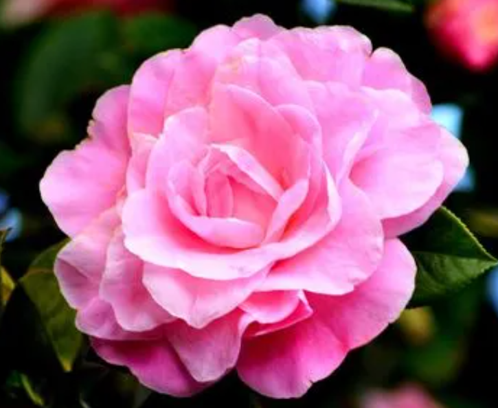 茶花有什么寓意呢